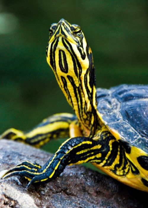 Fotografia de juliogmilat Photography - Galeria Fotografica: Oceanografico - Foto: 