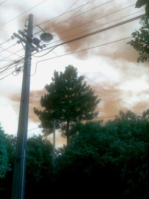Fotografia de Foto Paraguay - Galeria Fotografica: visualizando rincones especiales - Foto: El arbol del vecino