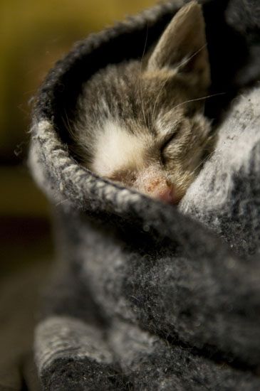 Fotografia de Josu Sein - Galeria Fotografica: Animales - Foto: 