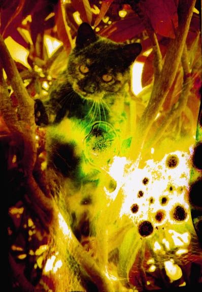 Fotografia de Josu Sein - Galeria Fotografica: Animales - Foto: 