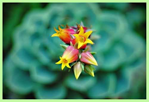 Fotografia de In-na - Galeria Fotografica: Beauty In The World - Foto: Cactus Rose
