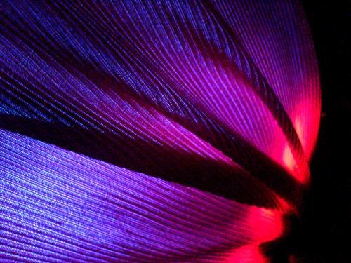 Fotografia de karla zequinelli - Galeria Fotografica: MaCrO tExTuRaS - Foto: cOlOrEs ExTrAiBlEs