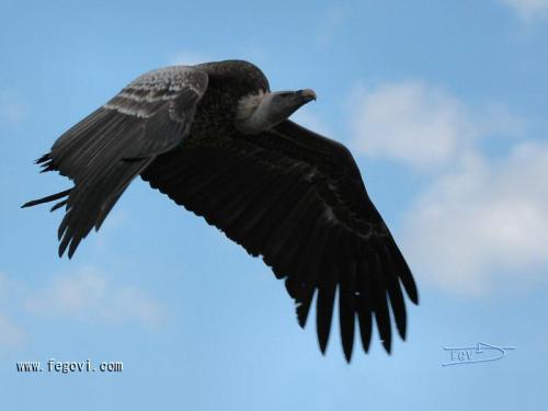 Fotografia de fegovi - Galeria Fotografica: Aguilas y Vuitres - Foto: Vuelo