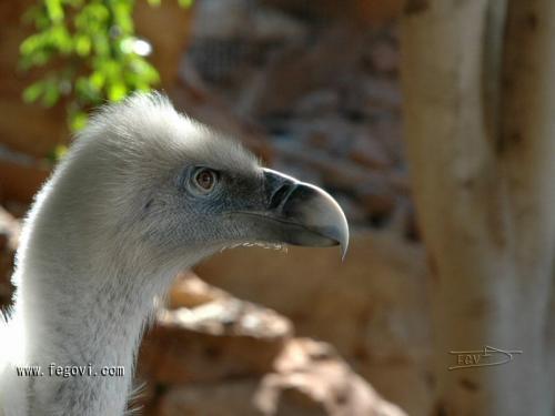 Fotografia de fegovi - Galeria Fotografica: Aguilas y Vuitres - Foto: Mirada 2