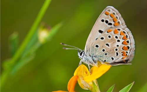 Fotografia de Francisco Garvi, Fotografo - Galeria Fotografica: Macro - Foto: 