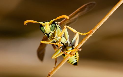 Fotografia de Francisco Garvi, Fotografo - Galeria Fotografica: Macro - Foto: 