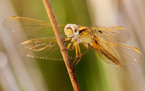 Fotografia de Francisco Garvi, Fotografo - Galeria Fotografica: Macro - Foto: 
