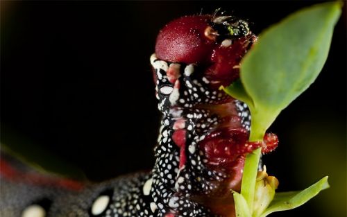 Fotografia de Francisco Garvi, Fotografo - Galeria Fotografica: Macro - Foto: 