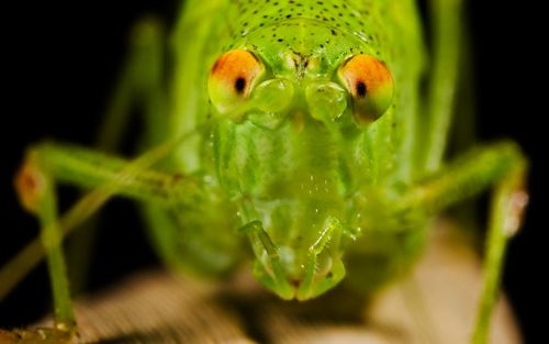 Fotografia de Francisco Garvi, Fotografo - Galeria Fotografica: Macro - Foto: 