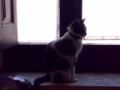 Fotos de BellaBlack -  Foto: Animales - La gata en la ventana