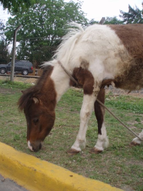 Fotografia de alma - Galeria Fotografica: naturaleza con vida - Foto: 