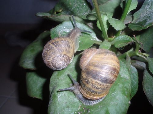 Fotografia de alma - Galeria Fotografica: naturaleza con vida - Foto: 