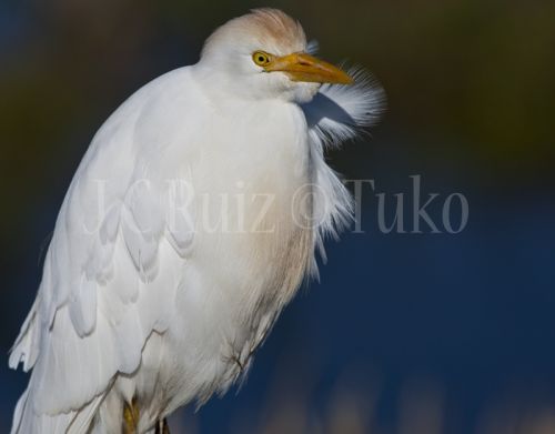 Fotografia de Tuko - Galeria Fotografica: Naturaleza - Foto: Garcilla bueyera