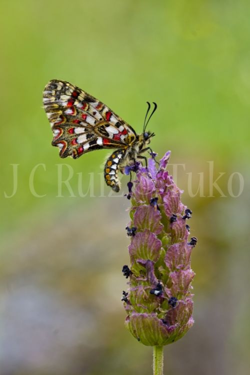 Fotografia de Tuko - Galeria Fotografica: Naturaleza - Foto: Mariposa en cantueso