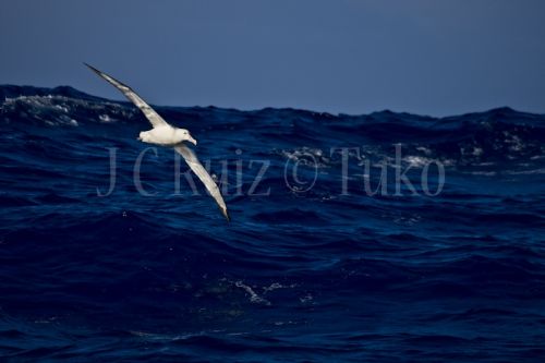 Fotografia de Tuko - Galeria Fotografica: Naturaleza - Foto: Albatros Errante