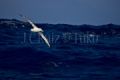 Fotos de Tuko -  Foto: Naturaleza - Albatros Errante