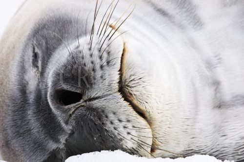 Fotografia de Tuko - Galeria Fotografica: Naturaleza - Foto: Foca de Wedel
