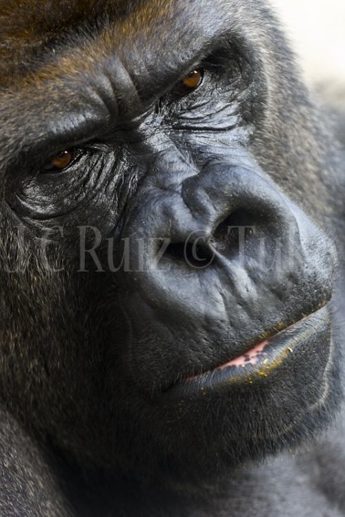 Fotografia de Tuko - Galeria Fotografica: Naturaleza - Foto: Gorila espalda plateada