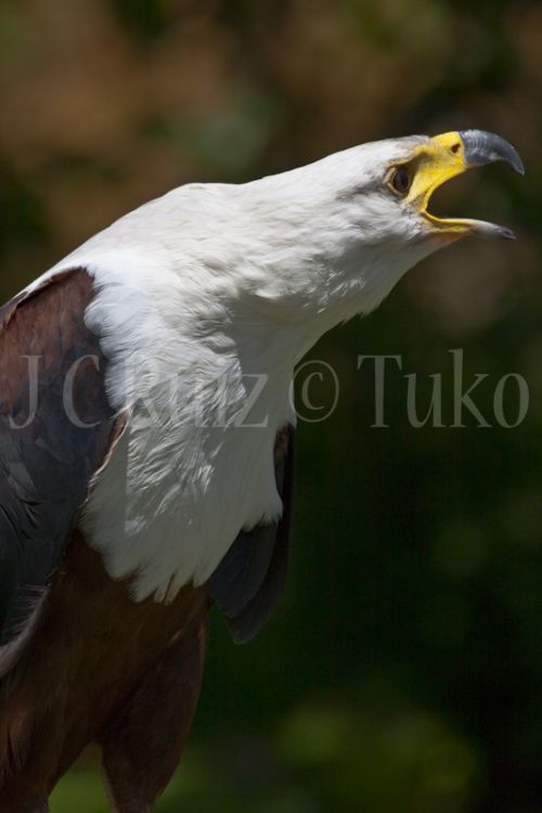 Fotografia de Tuko - Galeria Fotografica: Naturaleza - Foto: Aguila americana