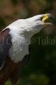 Foto de  Tuko - Galería: Naturaleza - Fotografía: Aguila americana