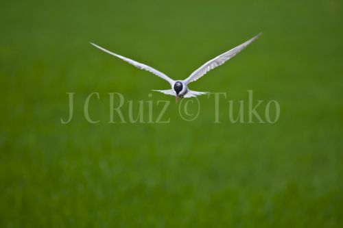 Fotografia de Tuko - Galeria Fotografica: Naturaleza - Foto: Charrn comn