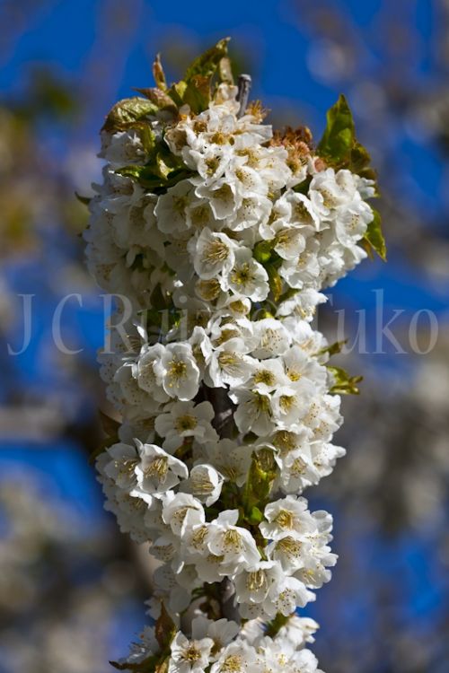 Fotografia de Tuko - Galeria Fotografica: Naturaleza - Foto: Flor del cerezo