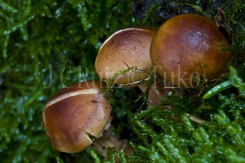 Fotografia de Tuko - Galeria Fotografica: Naturaleza - Foto: Setas