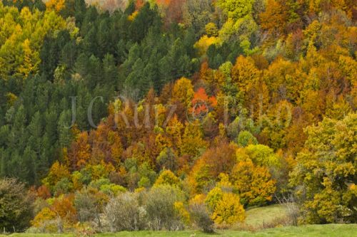Fotografia de Tuko - Galeria Fotografica: Naturaleza - Foto: Otoo