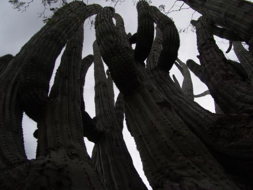 Fotos menos valoradas » Foto de frances - Galería: Batopilas el lugar donde Dios quiere vivir - Fotografía: cactus 3