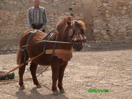 Fotografia de ana - Galeria Fotografica: animales - Foto: 		poni						