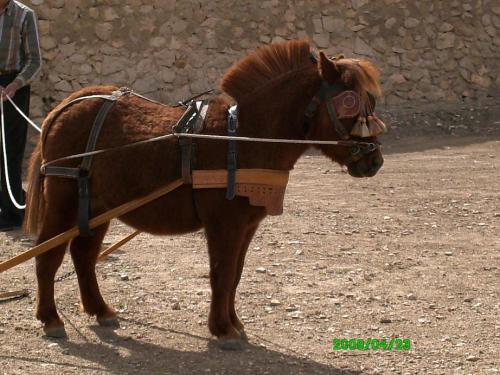 Fotografia de ana - Galeria Fotografica: animales - Foto: 								