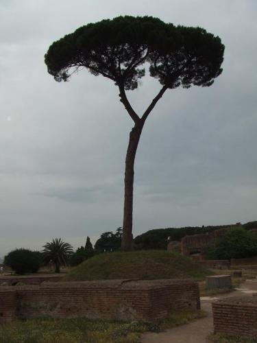 Fotografia de min - Galeria Fotografica: fotillos - Foto: tree