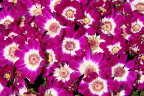 Fotografia de epic - Galeria Fotografica: naturaleza - Foto: 