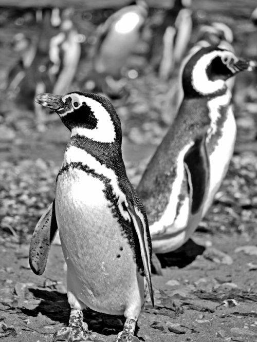 Fotografia de Oskr Garcia - Galeria Fotografica: Chile - Foto: 