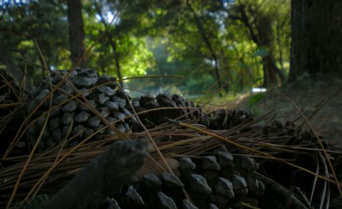 Fotografia de 19ricky58 - Galeria Fotografica: NaturalezA - Foto: 