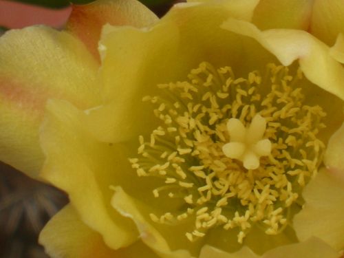 Fotografia de 19ricky58 - Galeria Fotografica: MacrofotoS - Foto: Flor  de FLOR de CactuS