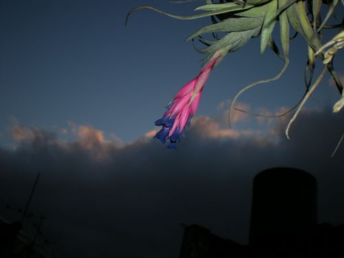 Fotografia de 19ricky58 - Galeria Fotografica: MacrofotoS - Foto: Clavel en el Aire