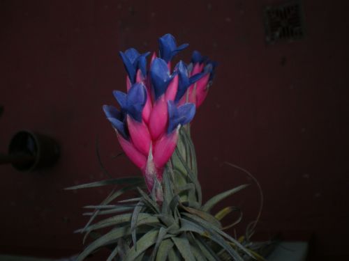 Fotografia de 19ricky58 - Galeria Fotografica: MacrofotoS - Foto: Clavel del Aire en flor