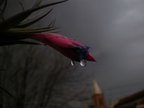 Fotografia de 19ricky58 - Galeria Fotografica: MacrofotoS - Foto: Mistica y lagrimas