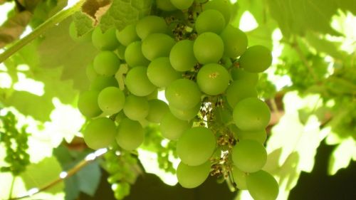 Fotografia de 19ricky58 - Galeria Fotografica: MacrofotoS - Foto: Uva de Enero