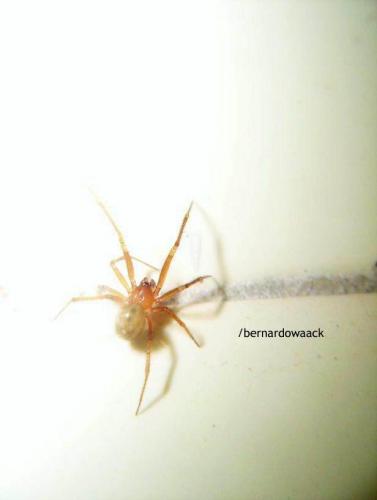 Fotografia de Sin Nombre - Galeria Fotografica: Fotos Macro - Foto: Pequena, mas traioeira