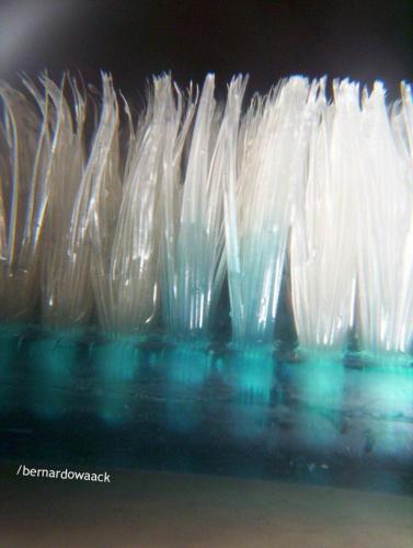 Fotografia de Sin Nombre - Galeria Fotografica: Fotos Macro - Foto: Limpeza bocal  obrigatrio