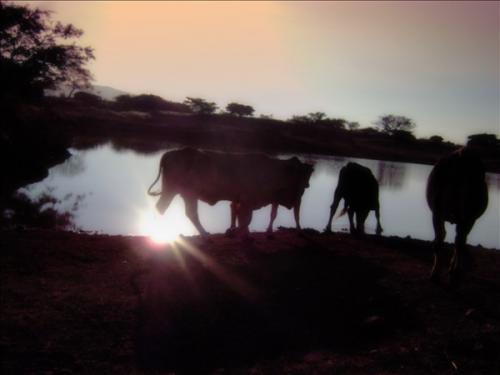 Fotografia de EMMHA INCROBUS - Galeria Fotografica: Aresis - Foto: pluma de oro