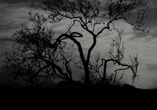 Fotografia de juanantonio - Galeria Fotografica: Blancos y Negros - Foto: Arbol