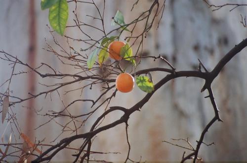 Fotografia de Salomn - Galeria Fotografica: Naturaleza 1 - Foto: 	Los frutos del arbol							