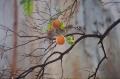 Foto de  Salomn - Galería: Naturaleza 1 - Fotografía: 	Los frutos del arbol							