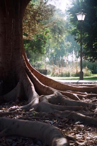 Fotografia de Salomn - Galeria Fotografica: Naturaleza 1 - Foto: 	La farola y el rbol							