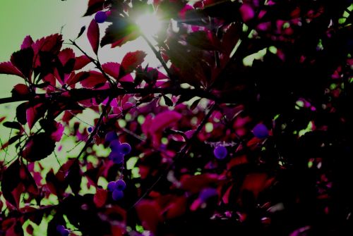 Fotografia de Taurus - Galeria Fotografica: Un poco de todo - Foto: 