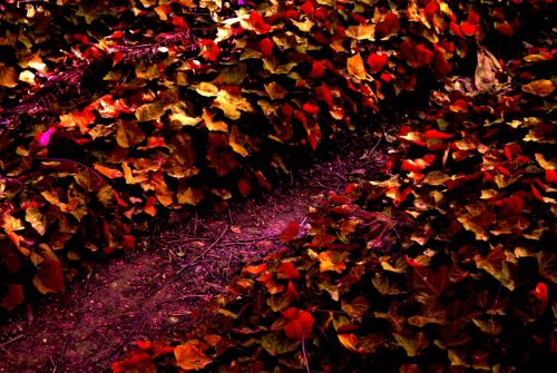 Fotografia de Taurus - Galeria Fotografica: Un poco de todo - Foto: 