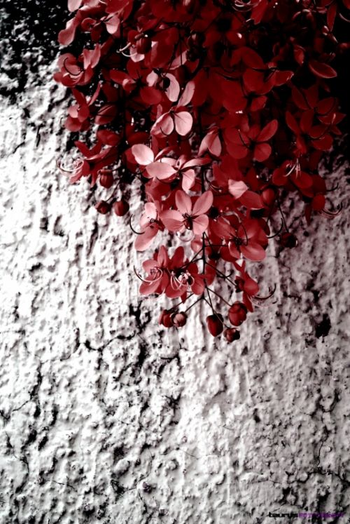 Fotografia de Taurus - Galeria Fotografica: Un poco de todo - Foto: 